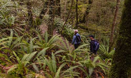 Guests hiking the Kepler Track Fiordland